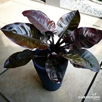 Black Cardinal philodendron