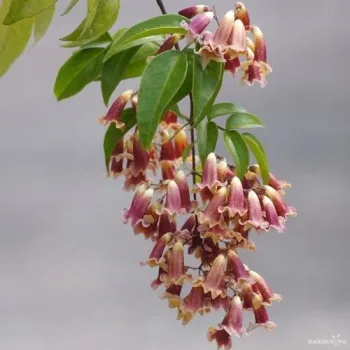 Wonga wonga creeper (Pandorea pandorana)