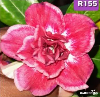 Grafted Adenium Obesum R155