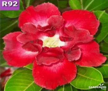 Grafted Adenium Obesum R92