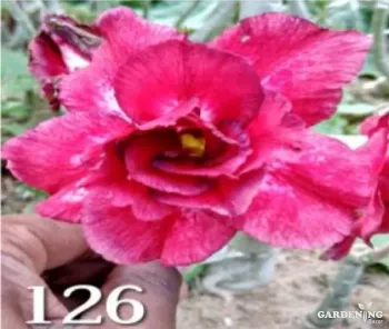 Grafted Adenium Obesum R126