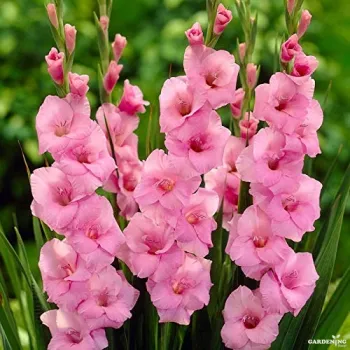 Gladiolus Pink 10 Bulbs
