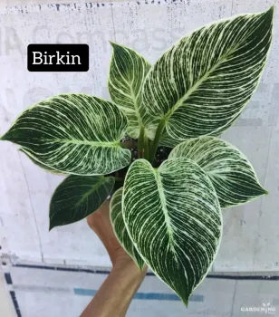 Philodendron Birkin