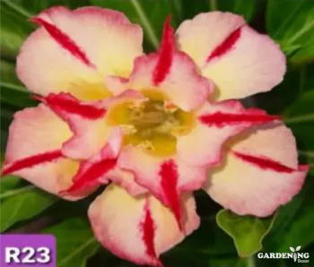 Grafted Adenium Obesum R23