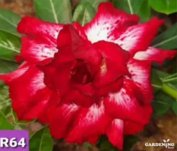 Grafted Adenium Obesum R64