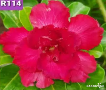 Grafted Adenium Obesum R114