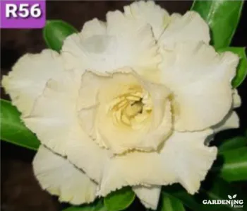 Grafted Adenium Obesum R56