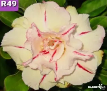 Grafted Adenium Obesum R49