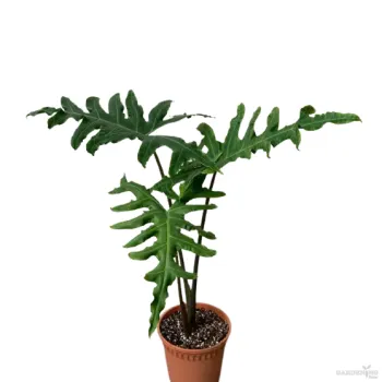 Alocasia Portei