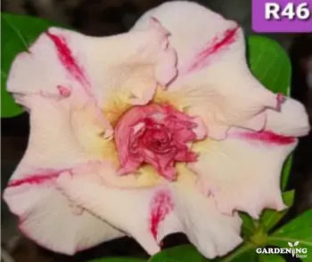 Grafted Adenium Obesum R46