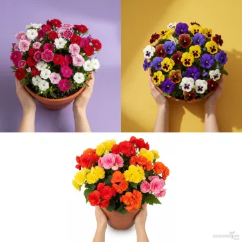 Premium Winter Flower Seeds Combo (Dianthus Floral Lace Mix, Pansy F1 Maj.Gts.II Mix, Begonia Thy Illumination Mix)