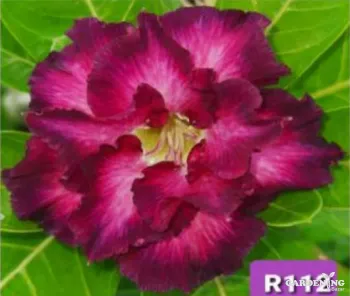 Grafted Adenium Obesum R112