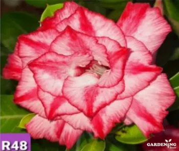 Grafted Adenium Obesum R48