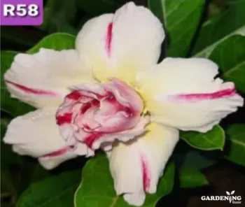 Grafted Adenium Obesum R58