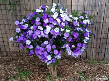 Yesterday-today-tomorrow (Brunfelsia pauciflora 'floribunda')