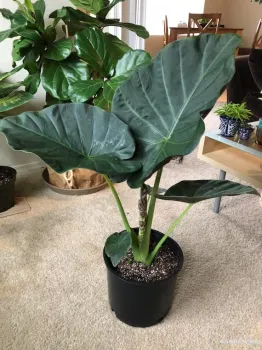 Alocasia Regale Shield