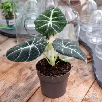 Alocasia Black Velvet