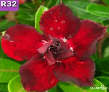 Grafted Adenium Obesum R32