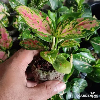 Aglaonema Pink Valentine