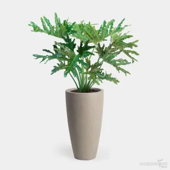 Philodendron Hope Selloum