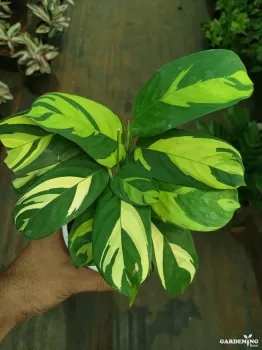 Calathea Golden Mosaic