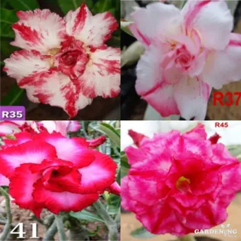 Grafted Adenium Obesum Combo Of 4