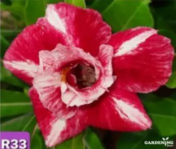 Grafted Adenium Obesum R33