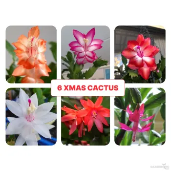 Xmas Cactus Combo Of 6