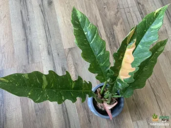 Ring of Fire Premium Variegated Rare