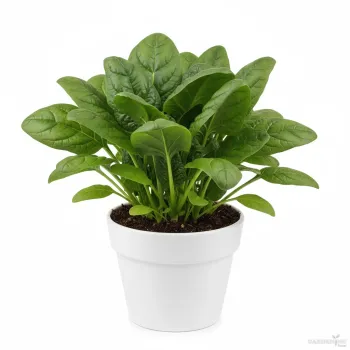 Spinach Seeds (Paalak) Qty (150-200)