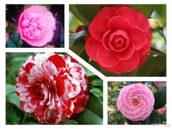 Camellia Combo of 4