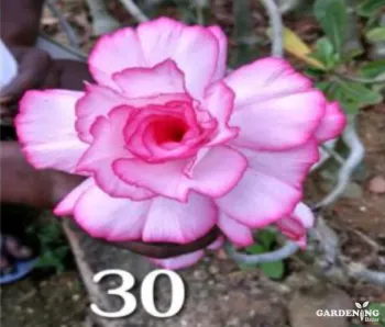 Grafted Adenium Obesum R30