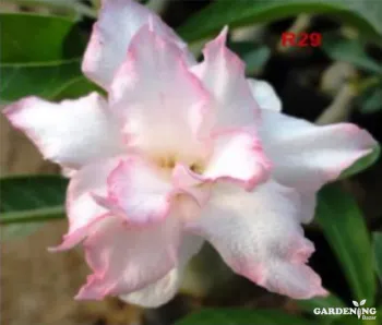 Grafted Adenium Obesum R29