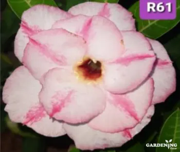Grafted Adenium Obesum R61