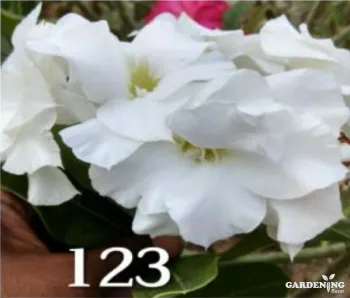 Grafted Adenium Obesum R123