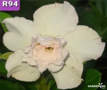 Grafted Adenium Obesum R94