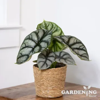 Silver Dragon Alocasia