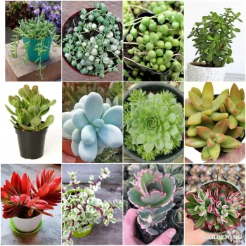 Mini Succulent combo of 12 Plants (String Of Banana, String Of Pearls, String Of Tears, Jade Plant, English Ivy, Moon Stone, Laxmi Kamal, Sedum Nussbaumerianum, Red campfire, Jade Plant Elephant Bush, Kalanchoe Blossfeldiana,  Echeveria Devotion)