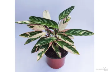 Ctenanthe Oppenheimiana ( triostar)