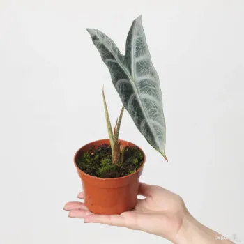 Longiloba (Aglaonema longiloba)