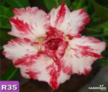 Grafted Adenium Obesum R35