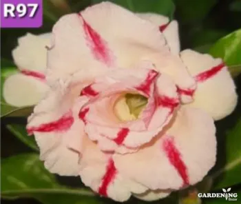 Grafted Adenium Obesum R97