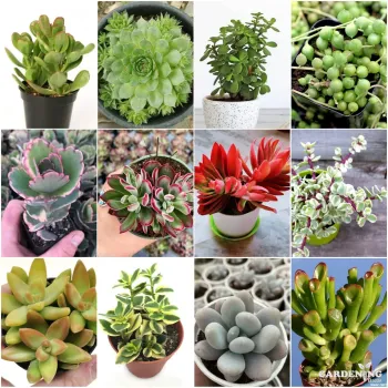 Mini Succulent combo of 12 Plants (Crassula arborescens, Laxmi Kamal, Jade Plant, String Of Pearls,  Kalanchoe Blossfeldiana, Echeveria Devotion, Red campfire, Jade Plant Elephant Bush, Sedum Nussbaumerianum, English Ivy, Moon Stone , Crassula Gollum)