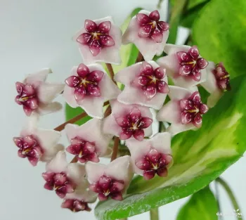 Hoya obovata