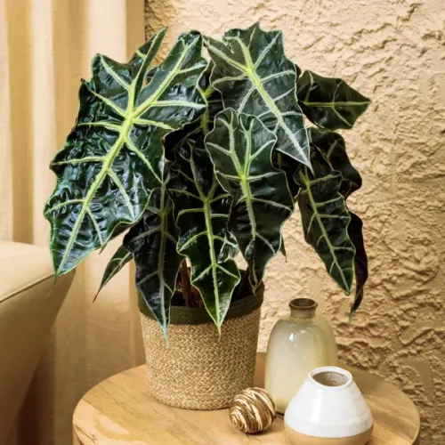 Alocasia