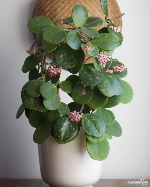 Hoya obovata