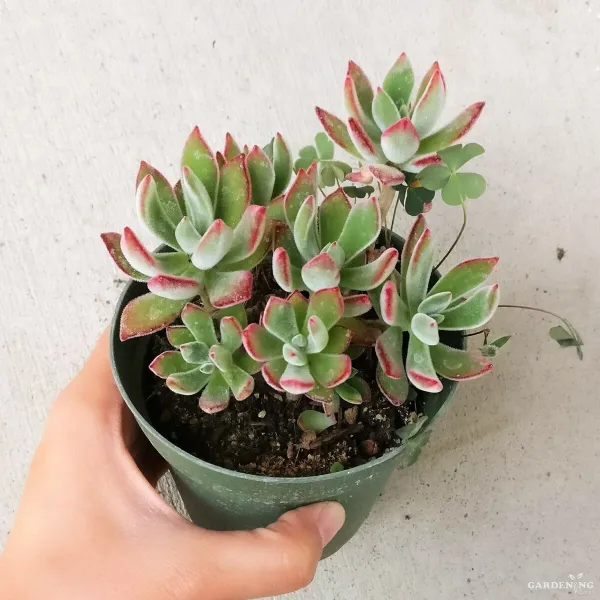 Mini Succulent Combo Of 2 Plants(crassula arborescens,Echeveria Harmsii Ruby)