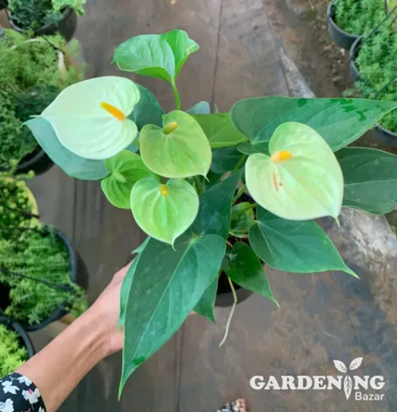 Anthurium Miniature Yellow