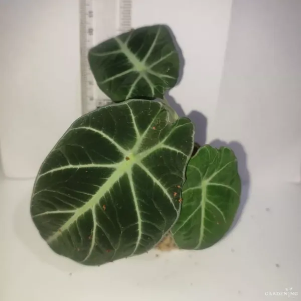 Alocasia Black Velvet