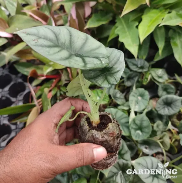Alocasia Silver Dragon